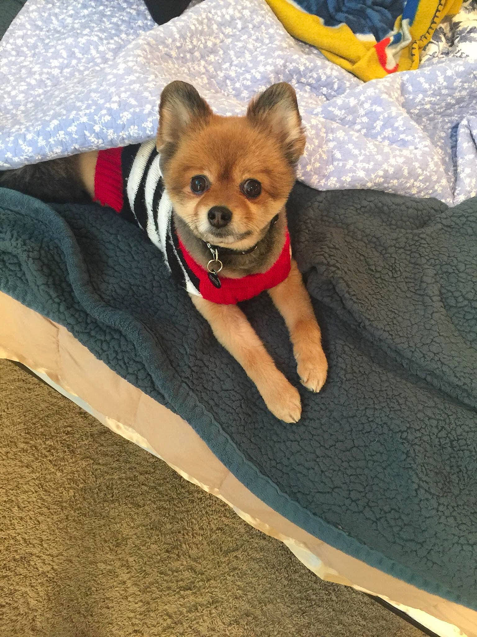 Carl is registered to the contest to win money with this photo: canidae, carnivore, collar, comfort, companion_dog, corgi_chihuahua, dog, dog_breed, dog_supply, fashion_accessory, fawn, fur, linens, non_sporting_group, snout, sporting_group, tail, terrestrial_animal, toy_dog, working_animal