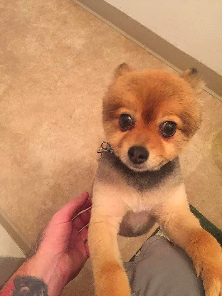 Carl joined the competition — help win amazing prizes! canidae, carnivore, companion_dog, dog, dog_breed, dog_supply, fawn, flooring, fur, head, nail, puppy, snout, spitz, sporting_group, tail, terrestrial_animal, toy_dog, whiskers, working_animal