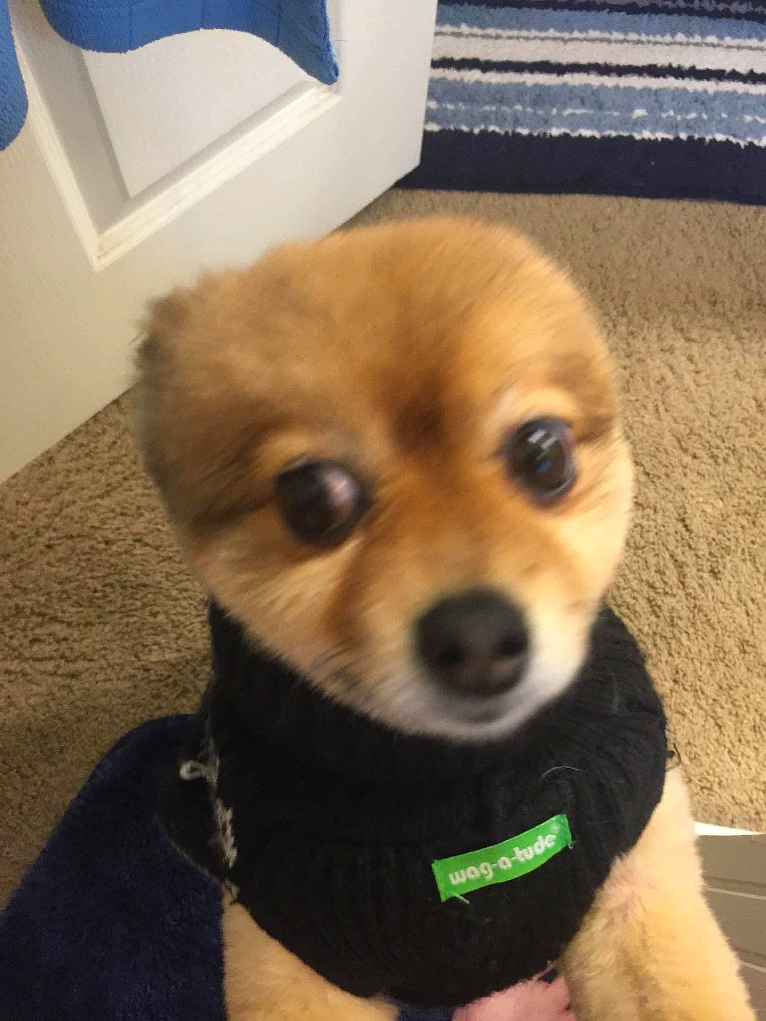 Carl is registered to the contest to win money with this photo: canidae, carnivore, collar, companion_dog, dog, dog_breed, dog_supply, fawn, flooring, fur, non_sporting_group, personal_protective_equipment, pet_supply, spitz, sporting_group, terrestrial_animal, toy_dog, whiskers, wood, working_animal