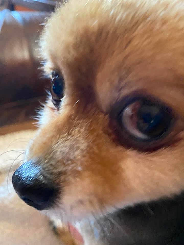 Carl is registered to the contest to win money with this photo: carnivore, chihuahua, close_up, companion_dog, dog, dog_breed, ear, eye, eyelash, fawn, felidae, german_spitz, hair, head, pomeranian, snout, terrestrial_animal, toy_dog, whiskers, working_animal