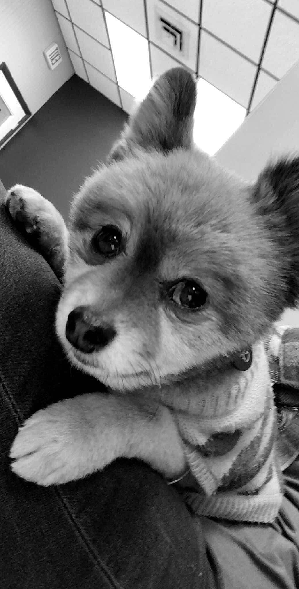 Carl joined the competition — help win amazing prizes! black, black_and_white, carnivore, companion_dog, dog, dog_breed, fawn, fur, mammal, monochrome, monochrome_photography, snout, sporting_group, style, terrestrial_animal, toy_dog, vertebrate, whiskers, white, working_animal