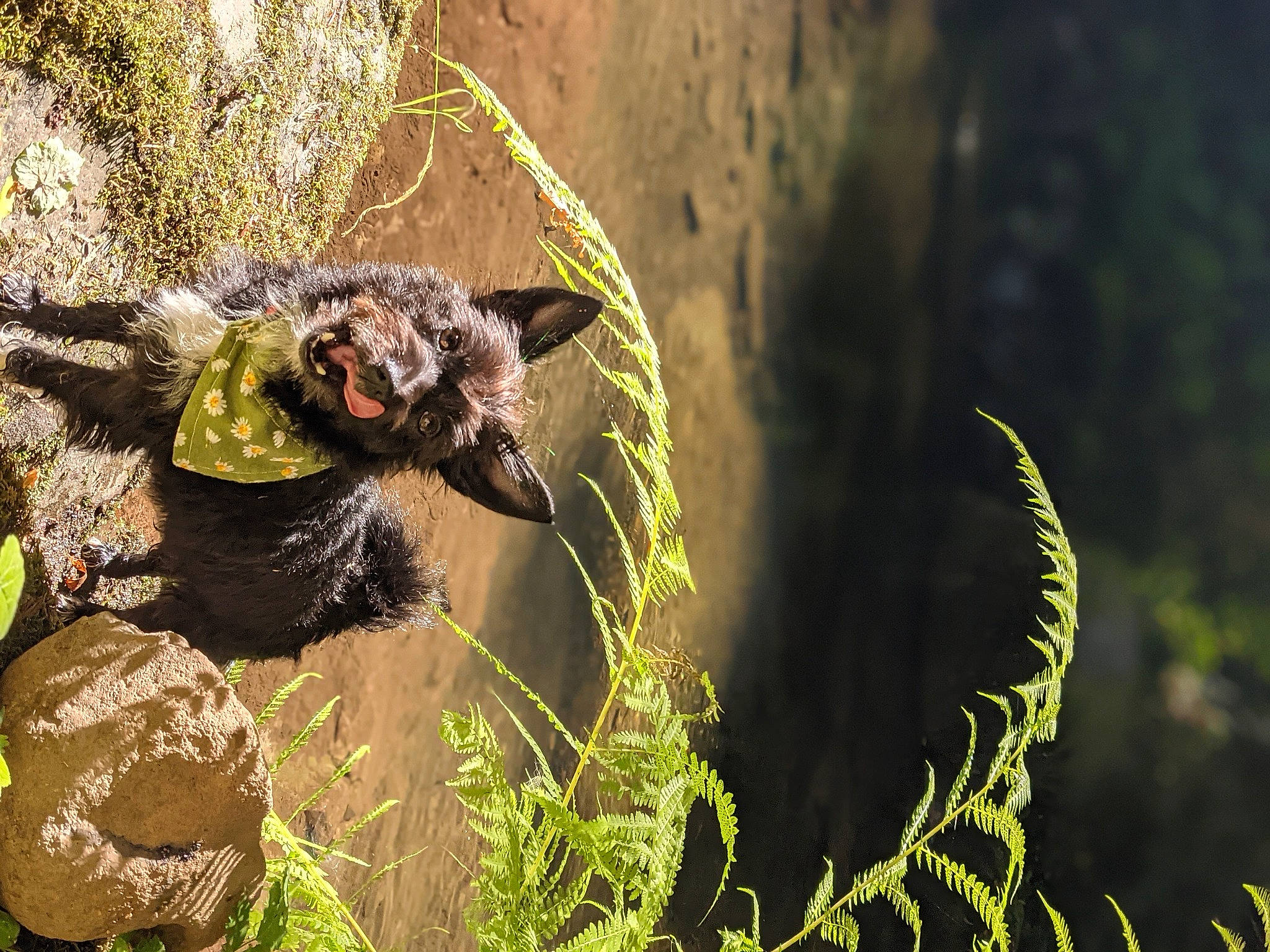 Echo Bean is registered to the contest to win money with this photo: bat, canidae, carnivore, fawn, felidae, forest, fungus, grass, jungle, leaf, natural_landscape, non_vascular_land_plant, plant, snout, soil, terrestrial_animal, terrestrial_plant, trunk, wildlife, wood