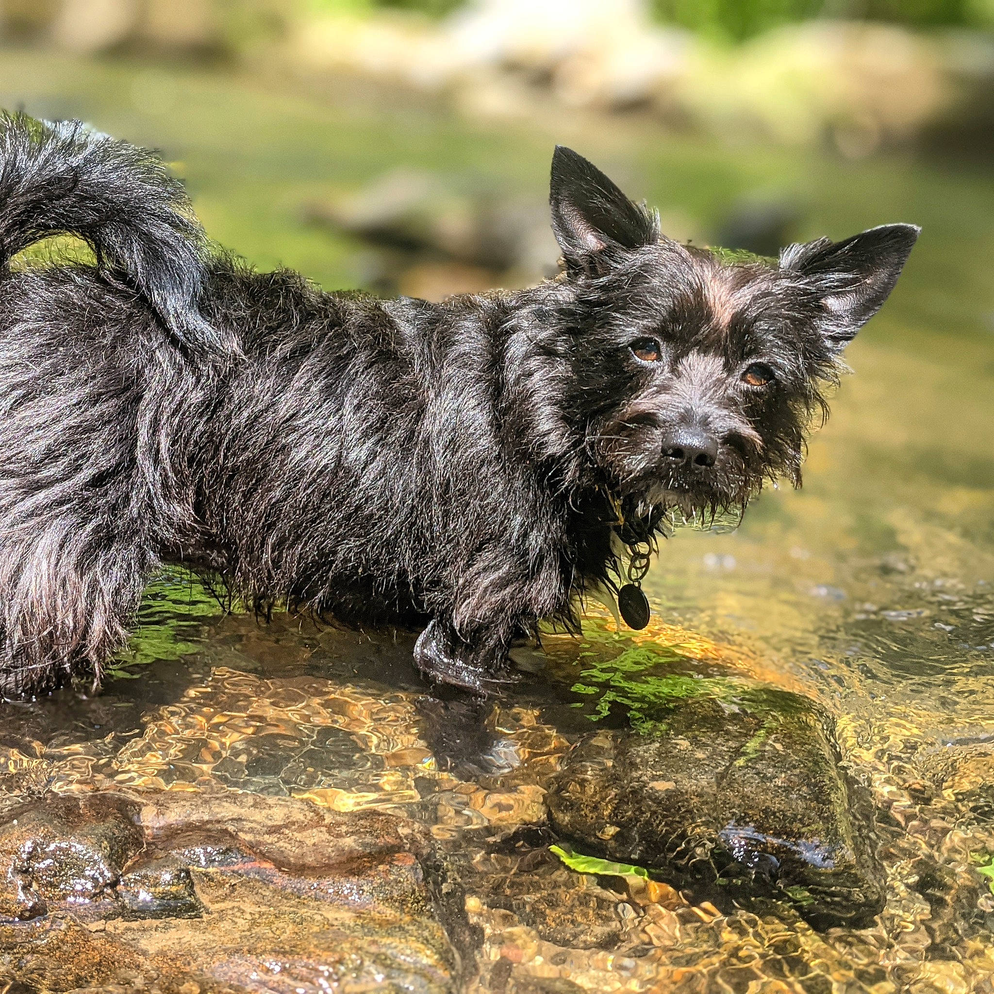 Echo Bean is registered to the contest to win money with this photo: canidae, carnivore, dog, dog_breed, grass, small_terrier, snout, sporting_group, tail, terrestrial_animal, terrier, water_dog, wildlife, working_animal, working_dog