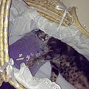 Silver joined the competition — help win amazing prizes! cat, tabby_cat, sleeping, wicker_basket, lace, ribbons, pillow, purple, fabric, indoor, cozy, resting, pet, feline, animal, cute, soft, home, relaxing, sleep