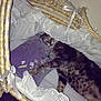 cat, tabby_cat, sleeping, wicker_basket, lace, ribbons, pillow, purple, fabric, indoor, cozy, resting, pet, feline, animal, cute, soft, home, relaxing, sleep