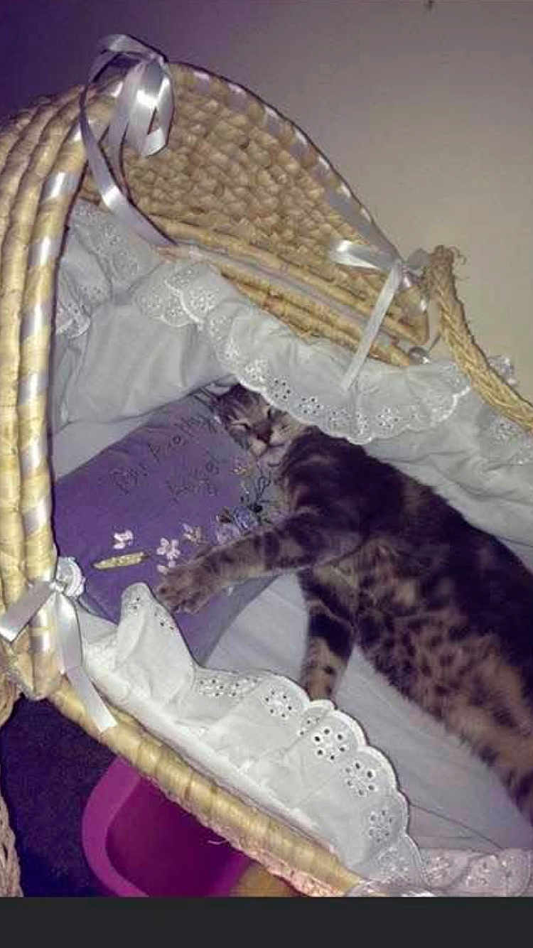 Silver joined the competition — help win amazing prizes! cat, tabby_cat, sleeping, wicker_basket, lace, ribbons, pillow, purple, fabric, indoor, cozy, resting, pet, feline, animal, cute, soft, home, relaxing, sleep