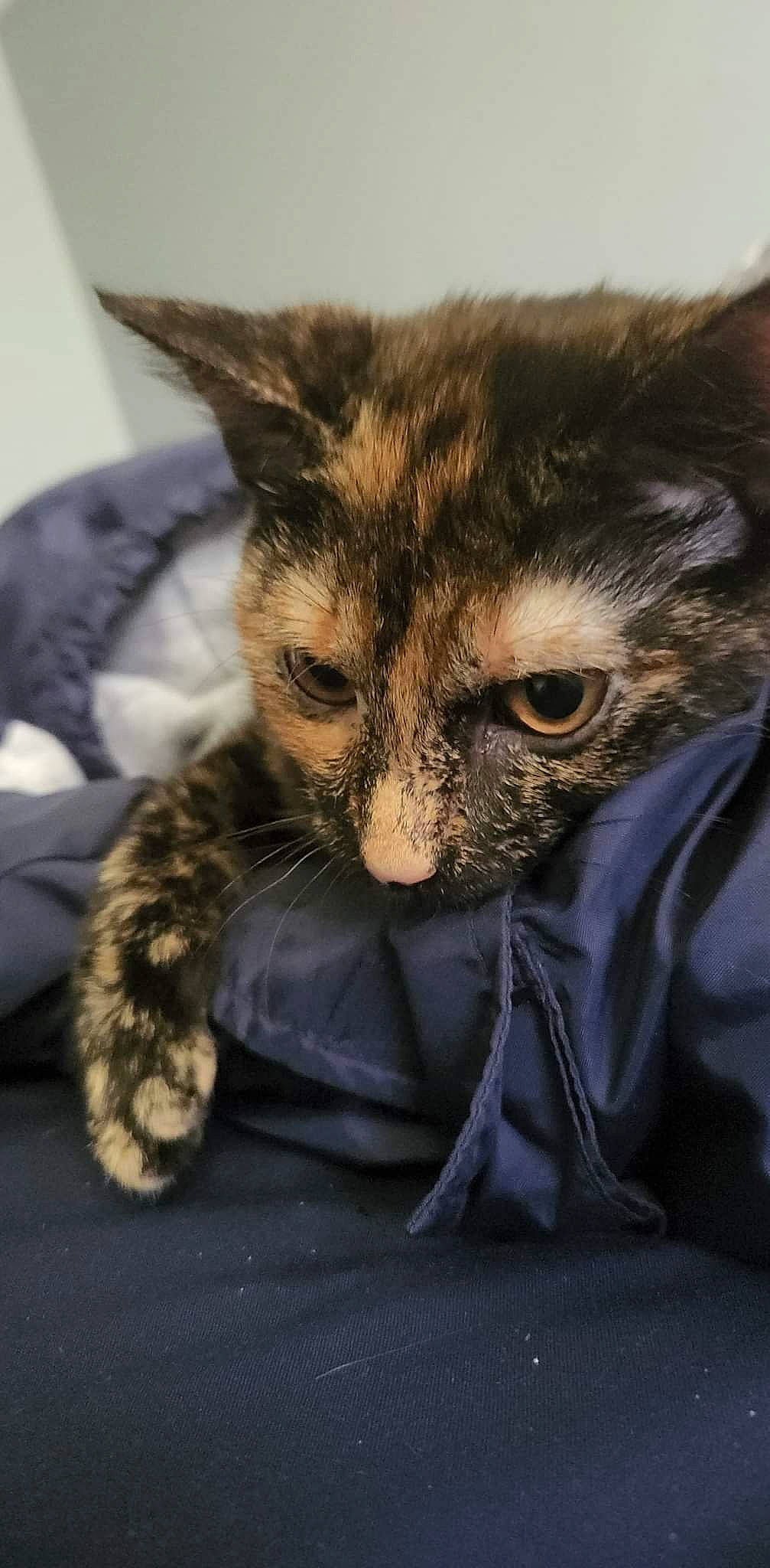 Jetta joined the competition — help win amazing prizes! carnivore, cat, claw, comfort, domestic_short_haired_cat, ear, eye, felidae, fur, nap, paw, small_to_medium_sized_cats, snout, terrestrial_animal, whiskers