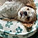 Dottie