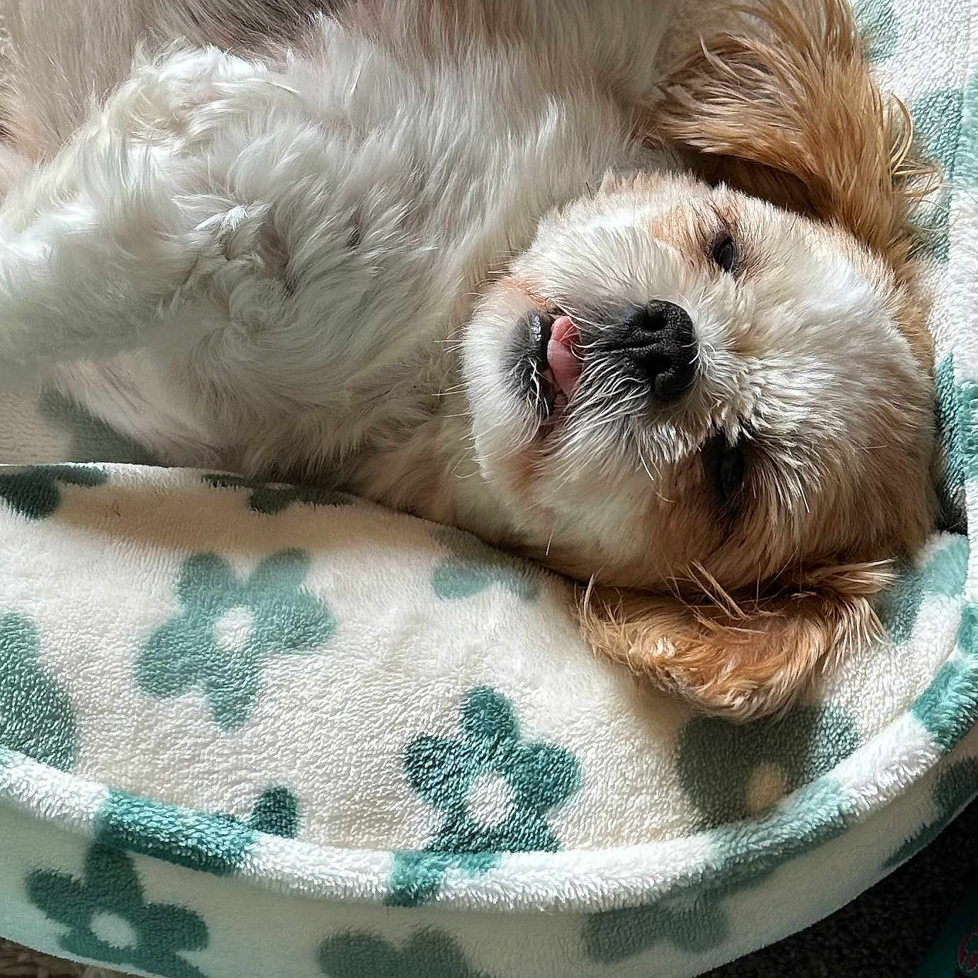 Dottie