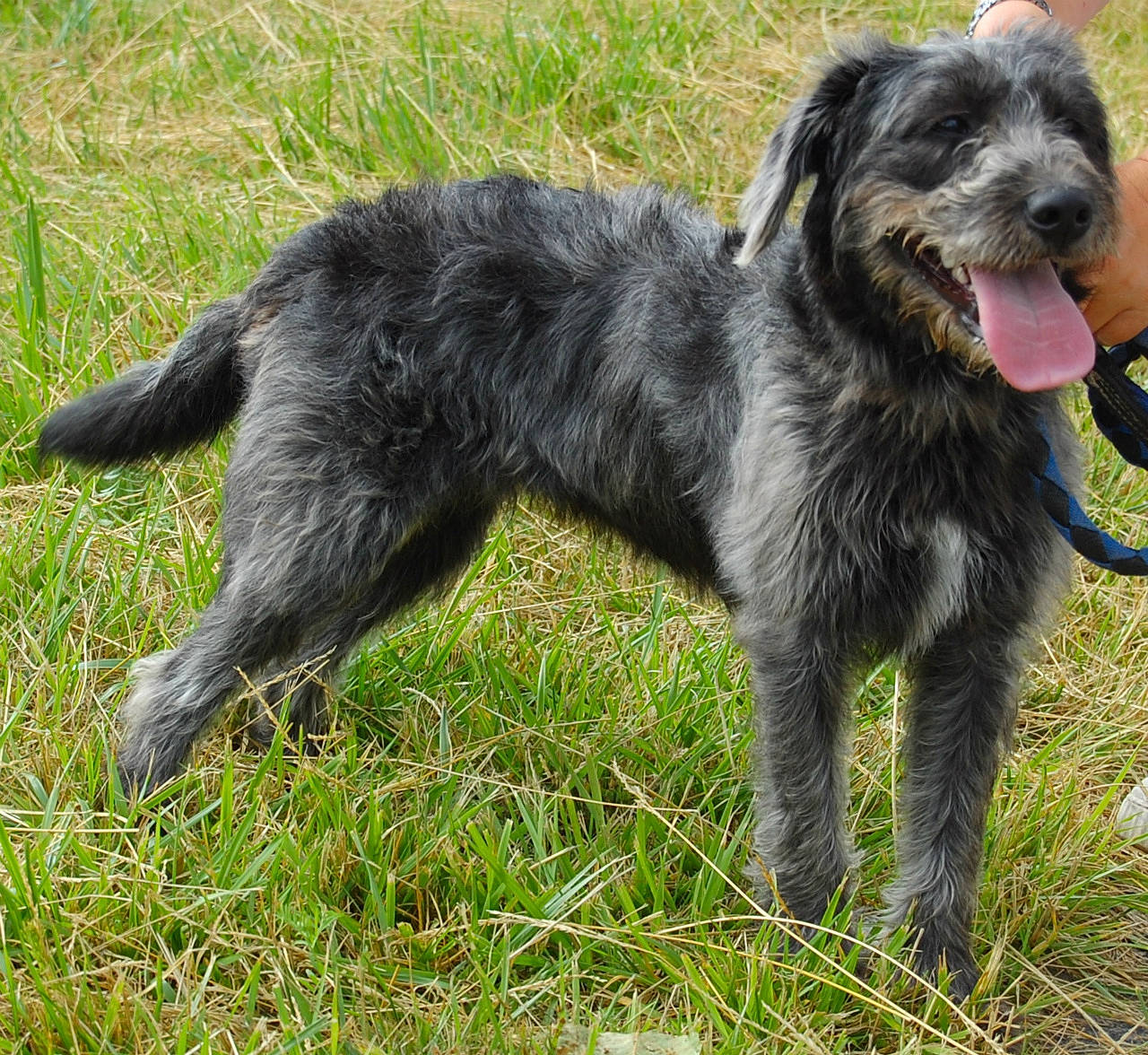 Evy participe au concours pour gagner de l'argent avec cette photo : bosnian_coarse_haired_hound, carnivoran, catalan_sheepdog, companion_dog, dog, dog_breed, dog_breed_group, dog_like_mammal, glen_of_imaal_terrier, patterdale_terrier, pyrenean_shepherd, rare_breed_dog, terrier, vulnerable_native_breeds