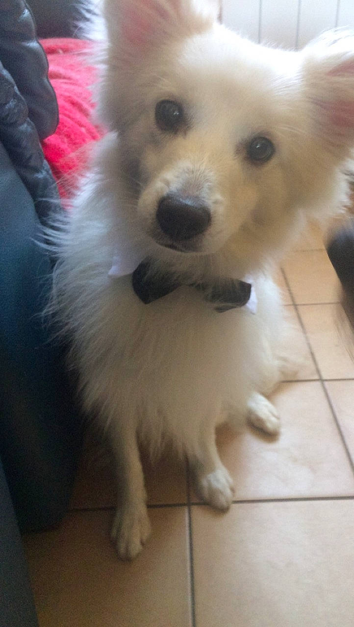 Flocon a rejoint le concours — aidez-le/la à gagner de superbes lots ! american_eskimo_dog, canidae, carnivore, companion_dog, dog, dog_breed, german_spitz, german_spitz_mittel, indian_spitz, japanese_spitz, kintamani, mammal, pomeranian, puppy, rare_breed_dog, samoyed, skin, spitz, vertebrate, volpino_italiano