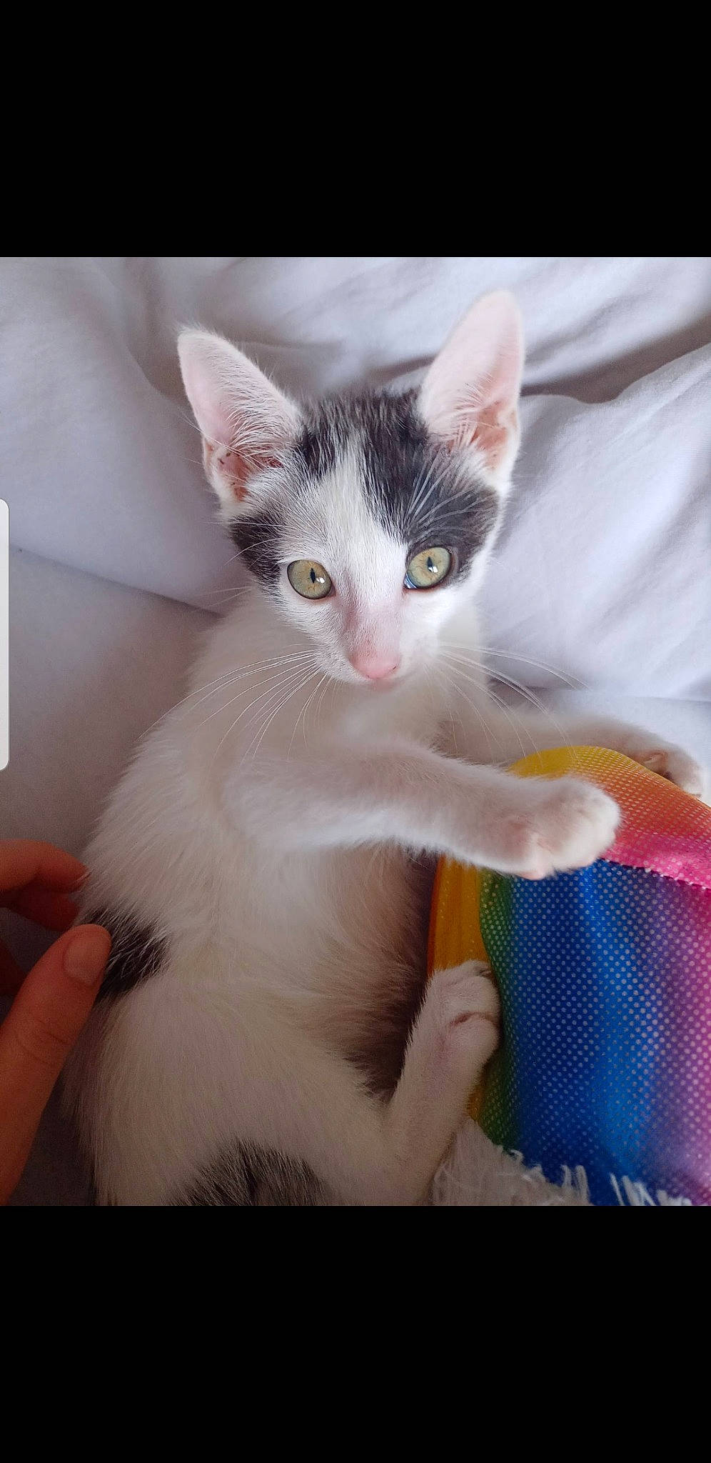 Bibou a rejoint le concours — aidez-le/la à gagner de superbes lots ! carnivore, cat, claw, comfort, domestic_short_haired_cat, ear, eye, fawn, felidae, finger, fur, gesture, head, nail, paw, sitting, small_to_medium_sized_cats, snout, tail, whiskers