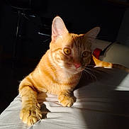 Tigrou participe au concours pour gagner de l'argent avec cette photo : animal, cat, claws, close_up, curious, domestic_cat, ears, eyes, feline, ginger_cat, indoor, orange_fur, paw, pet, portrait, relaxing, shadow, sunlight, whiskers, white_surface