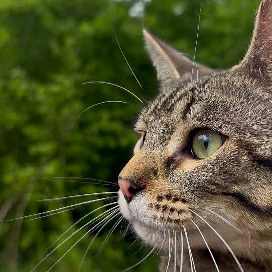 Mimi participe au concours pour gagner de l'argent avec cette photo : abyssinian, animal, bodypart, cat, face, finger, grass, hand, head, kitten, leash, manx, person, pet, photography, plant, portrait, rock, tree, vegetation