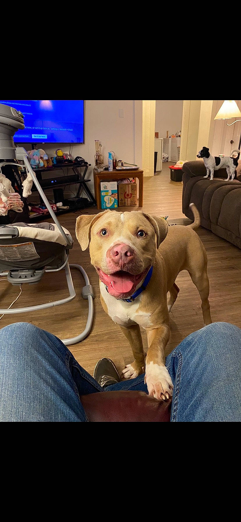 Zeus is registered to the contest to win money with this photo: audio_equipment, ball, carnivore, chair, collar, comfort, companion_dog, dog, dog_breed, dog_collar, fawn, flooring, leash, picture_frame, selfie, snout, steering_wheel, television, whiskers, working_animal