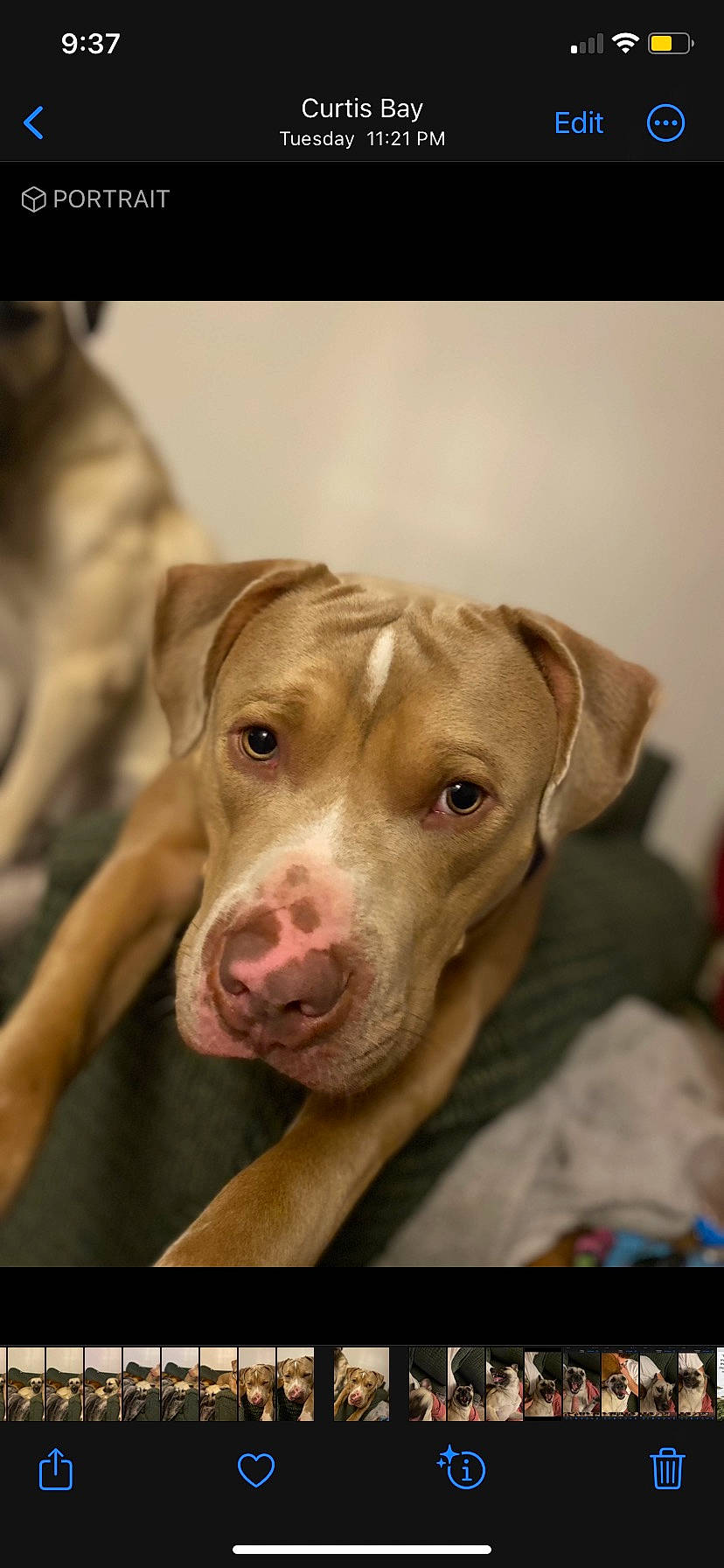 Zeus is registered to the contest to win money with this photo: canidae, carnivore, companion_dog, dog, dog_breed, eye, fawn, fur, hunting_dog, liver, non_sporting_group, snout, sporting_group, whiskers, working_animal