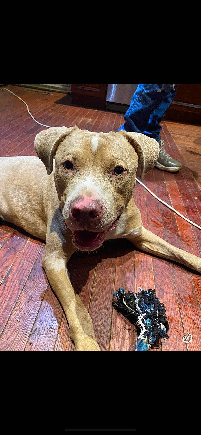 Zeus joined the competition — help win amazing prizes! canidae, carnivore, collar, companion_dog, dog, dog_breed, dog_collar, dog_supply, fawn, flooring, hardwood, liver, pet_supply, smile, snout, sporting_group, varnish, whiskers, wood, working_animal