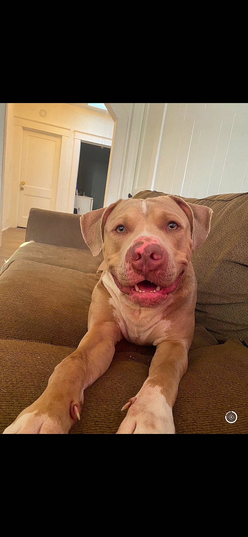 Zeus joined the competition — help win amazing prizes! canidae, carnivore, comfort, companion_dog, couch, dog, dog_breed, dog_collar, door, fawn, flooring, jaw, liver, pet_supply, snout, sporting_group, whiskers, window, working_animal, wrinkle