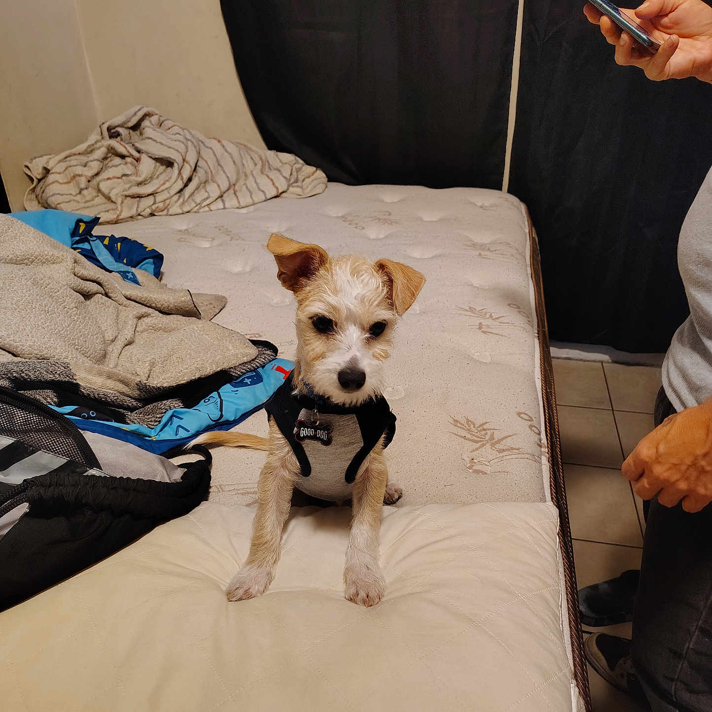 Rocket Chacon joined the competition — help win amazing prizes! bed, blanket, canine, casual, clothing, collar, curtain, dog, fur, hand, indoor, looking_down, messy_bed, person, pet, phone, pillow, sitting, tag, tile_floor