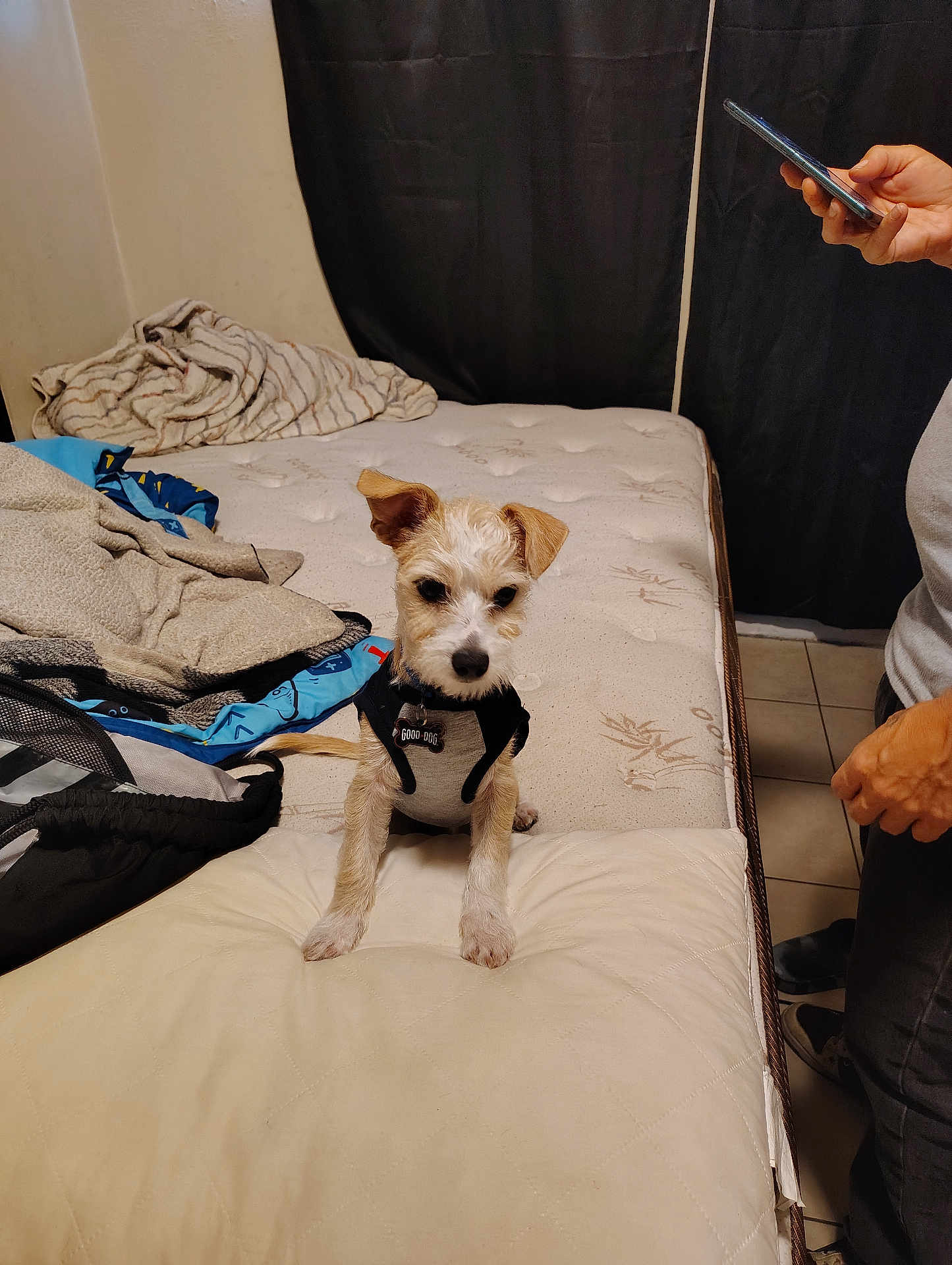 Rocket Chacon joined the competition — help win amazing prizes! dog, bed, blanket, pillow, person, phone, indoor, tile_floor, curtain, pet, canine, fur, collar, tag, clothing, sitting, looking_down, messy_bed, hand, casual