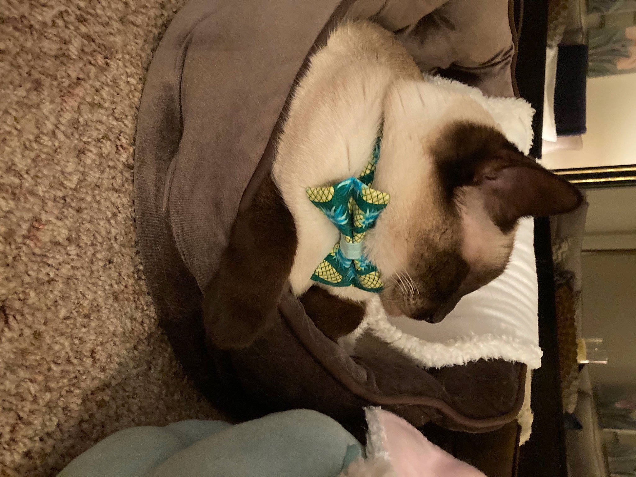 Sidney joined the competition — help win amazing prizes! abdomen, canidae, carnivore, chest, comfort, dog_breed, eye, eyelash, fashion_accessory, fawn, felidae, fur, linens, small_to_medium_sized_cats, snout, tattoo, trunk, vertebrate, whiskers, wrist