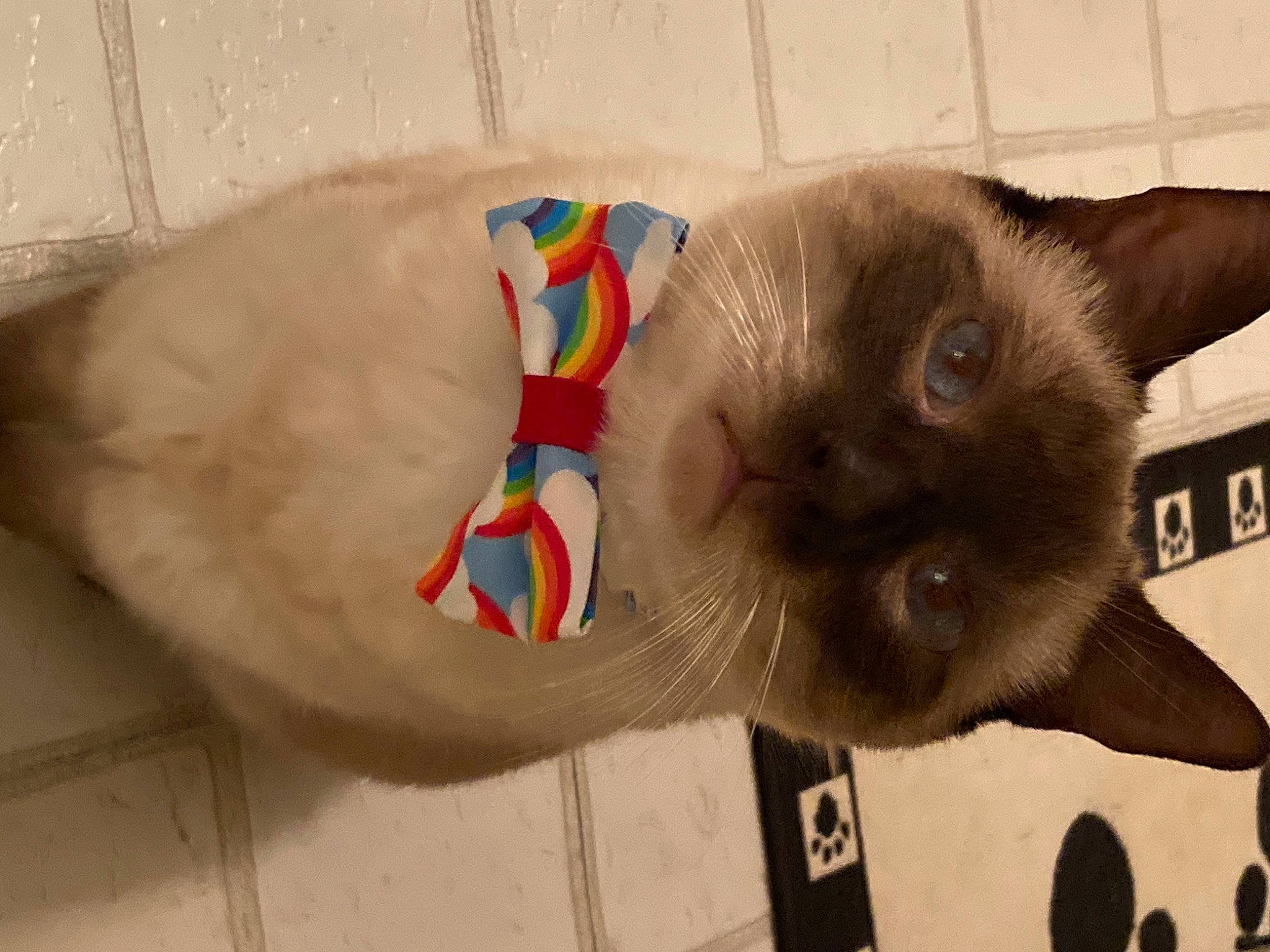 Sidney joined the competition — help win amazing prizes! balinese, carnivore, cat, collar, dog_breed, domestic_short_haired_cat, fawn, felidae, foot, fur, mammal, paw, pet_supply, siamese, small_to_medium_sized_cats, snout, tail, thai, vertebrate, whiskers