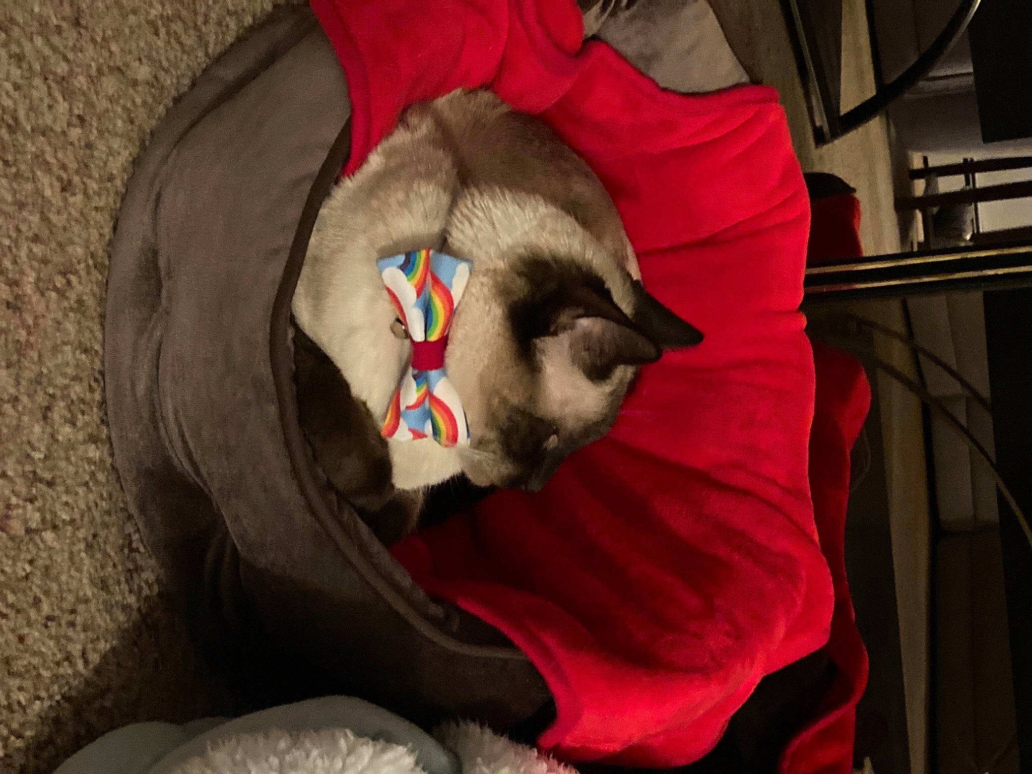 Sidney joined the competition — help win amazing prizes! bat, canidae, carmine, carnivore, cat, cat_supply, comfort, dog_breed, fashion_accessory, fawn, felidae, fur, linens, nap, sleep, small_to_medium_sized_cats, snout, sporting_group, tail, whiskers