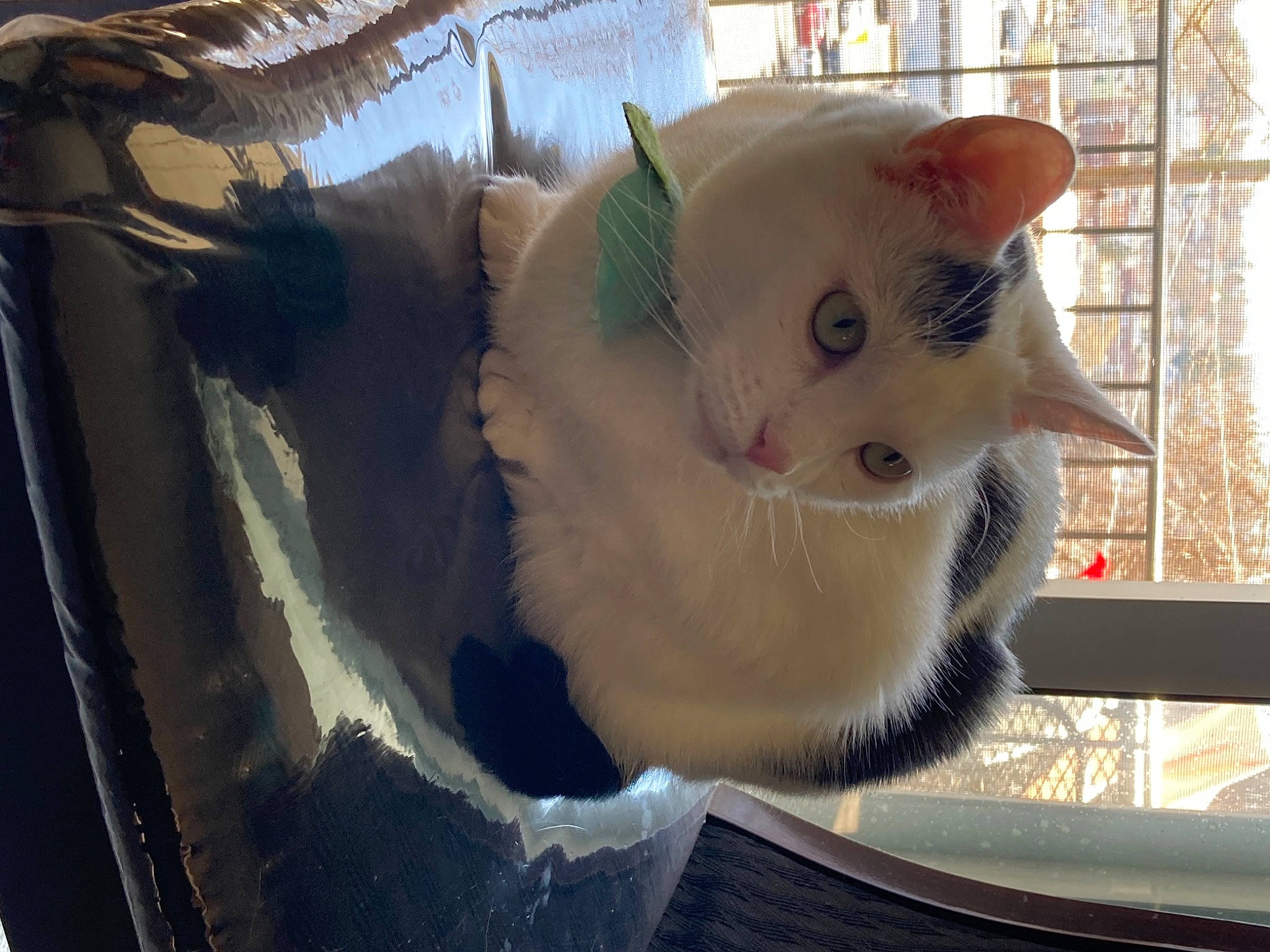 Sophie joined the competition — help win amazing prizes! animal_shelter, carnivore, cat, cat_furniture, cat_supply, collar, domestic_short_haired_cat, eye, fawn, felidae, fur, paw, pet_supply, small_to_medium_sized_cats, snout, snow, tail, tree, whiskers, window