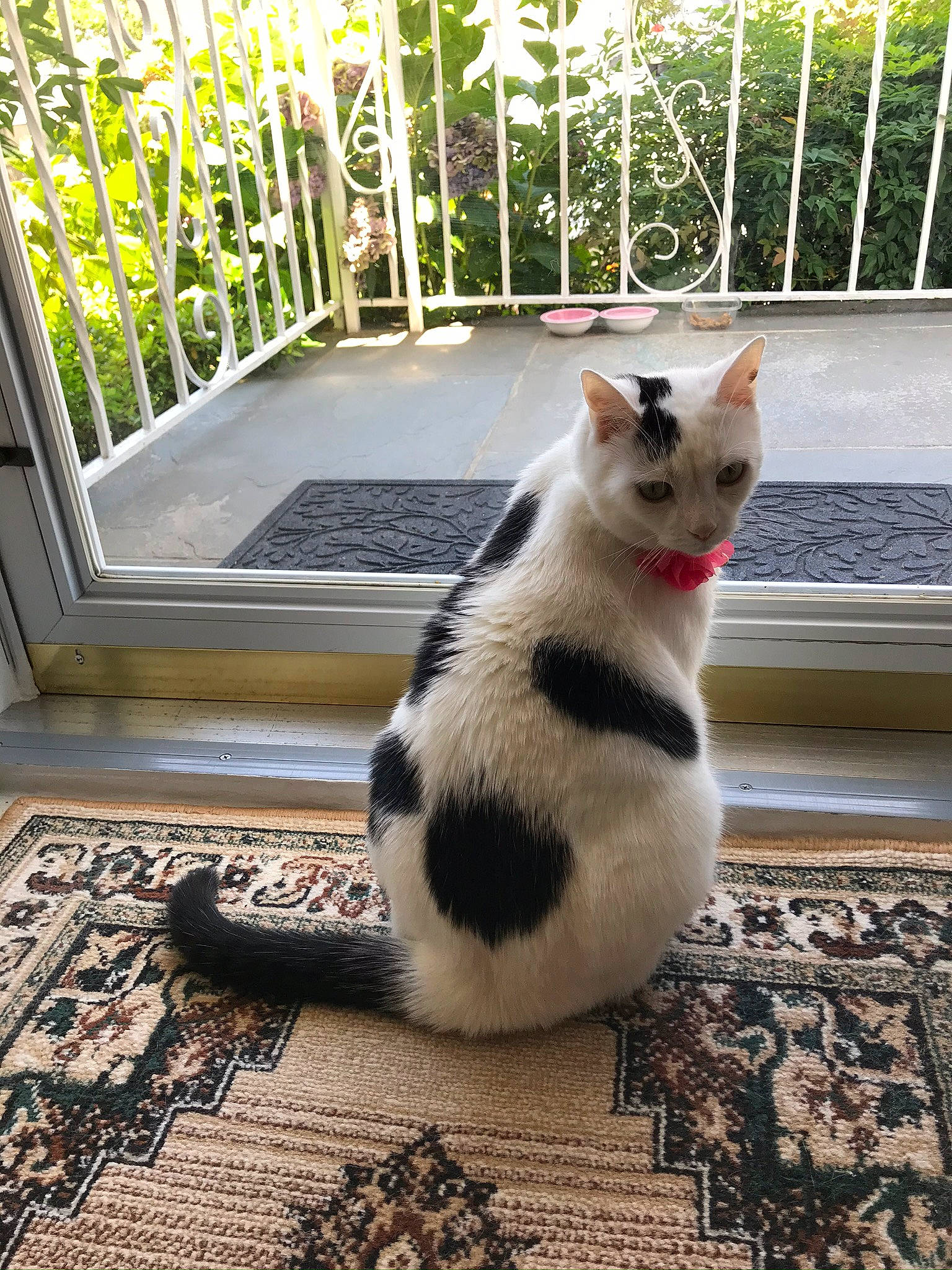 Sophie is registered to the contest to win money with this photo: carnivore, cat, domestic_short_haired_cat, felidae, fence, flooring, fur, grass, grey, mammal, paw, plant, small_to_medium_sized_cats, snout, tail, terrestrial_animal, vertebrate, whiskers, window, wood