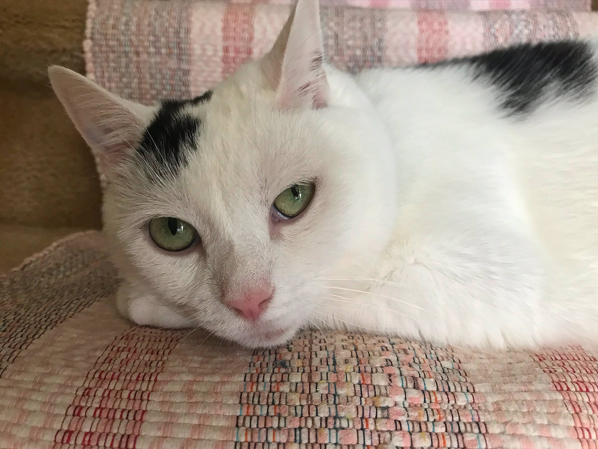 Sophie joined the competition — help win amazing prizes! carnivore, cat, claw, comfort, domestic_short_haired_cat, felidae, flooring, fur, paw, pet_supply, small_to_medium_sized_cats, snout, tail, whiskers