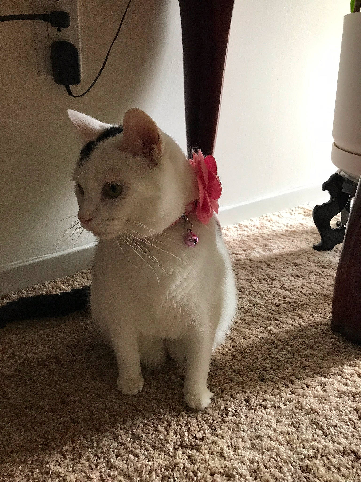 Sophie joined the competition — help win amazing prizes! carnivore, cat, claw, domestic_short_haired_cat, fawn, felidae, floor, flooring, foot, fur, human_leg, lamp, monochrome_photography, paw, sitting, small_to_medium_sized_cats, tail, terrestrial_animal, whiskers, wood