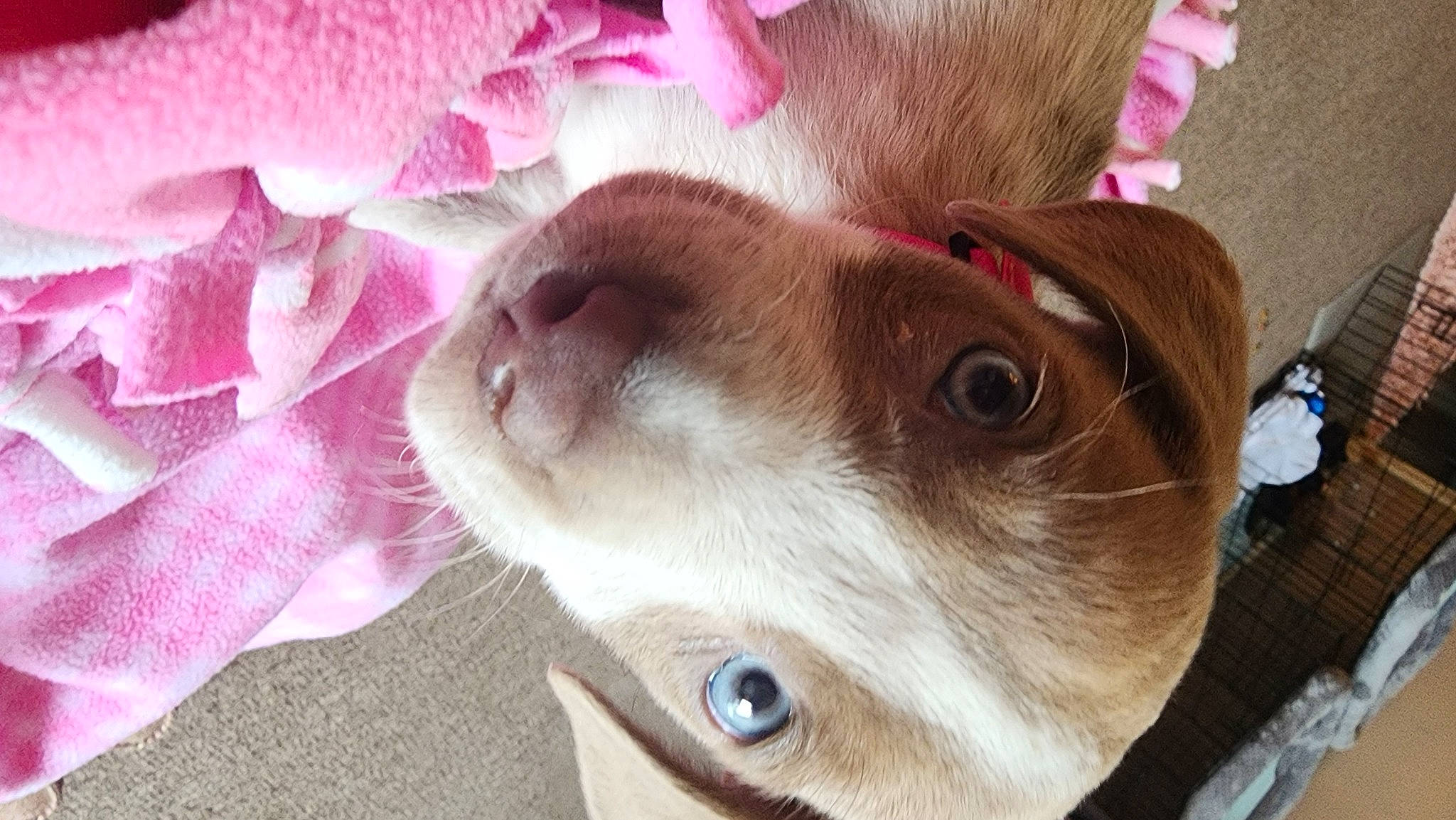 Ms. Betsy joined the competition — help win amazing prizes! canidae, carnivore, collar, companion_dog, dog, dog_breed, dog_collar, ear, fawn, flower, fur, liver, magenta, petal, photography, snout, sporting_group, whiskers, white, working_animal