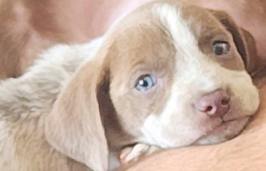 Ms. Betsy joined the competition — help win amazing prizes! canidae, carnivore, companion_dog, dog, dog_breed, ear, fawn, fur, gun_dog, hunting_dog, liver, non_sporting_group, sporting_group, terrestrial_animal, whiskers, working_animal