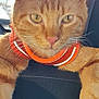 cat, ginger_cat, orange_collar, pet, animal, close_up, whiskers, ears, fur, sunlight, reflective_collar, relaxed, indoor, domestic_cat, feline, yellow_eyes, pink_nose, paw, seat, comfort