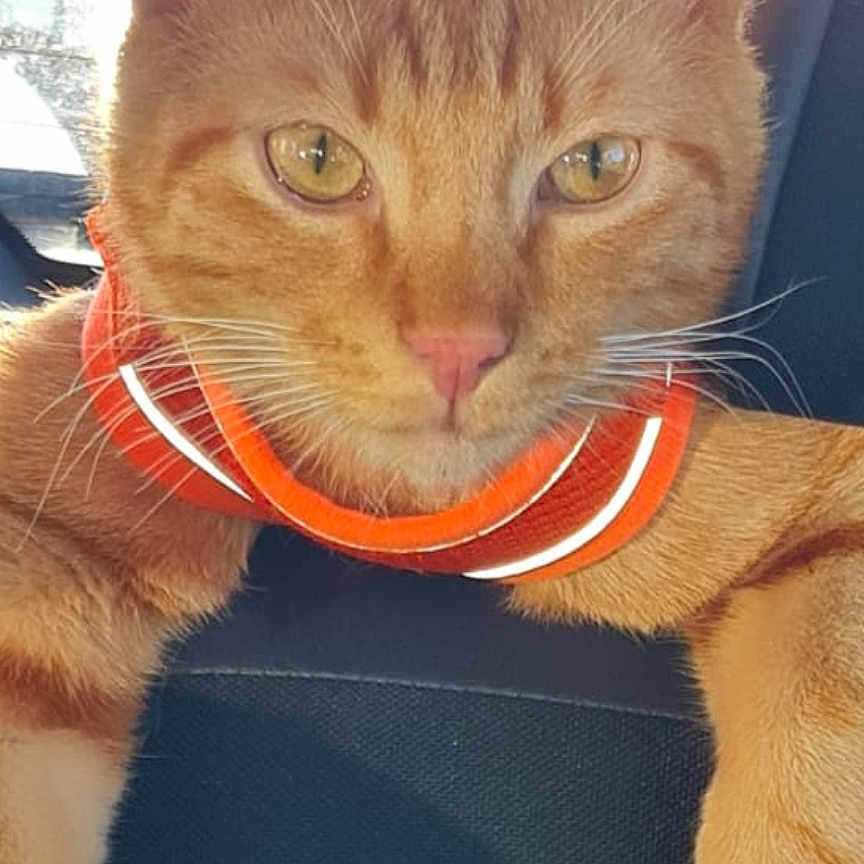 Tigrou participe au concours pour gagner de l'argent avec cette photo : animal, cat, close_up, comfort, domestic_cat, ears, feline, fur, ginger_cat, indoor, orange_collar, paw, pet, pink_nose, reflective_collar, relaxed, seat, sunlight, whiskers, yellow_eyes