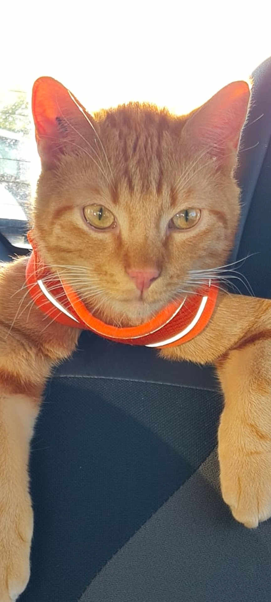 Tigrou