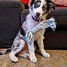 puppy, dog, toy, rope_toy, blue_eyes, wooden_floor, couch, cushion, stone_wall, indoor, pet, playful, sitting, fur, collar, window, red_cushion, orange_curtain, domestic, cute