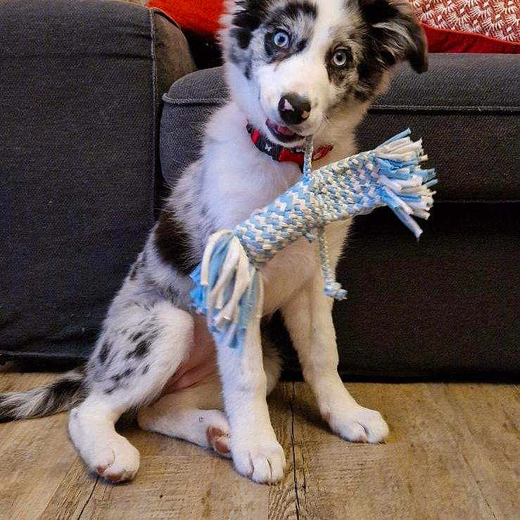 Umy participe au concours pour gagner de l'argent avec cette photo : puppy, dog, toy, rope_toy, blue_eyes, wooden_floor, couch, cushion, stone_wall, indoor, pet, playful, sitting, fur, collar, window, red_cushion, orange_curtain, domestic, cute