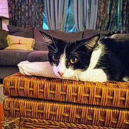 Oreo joined the competition — help win amazing prizes! cat, black_and_white, pet, indoor, wicker_table, pillow, living_room, couch, curtains, relaxed, feline, close_up, home, cozy, resting, animal, whiskers, ears, eyes, fur