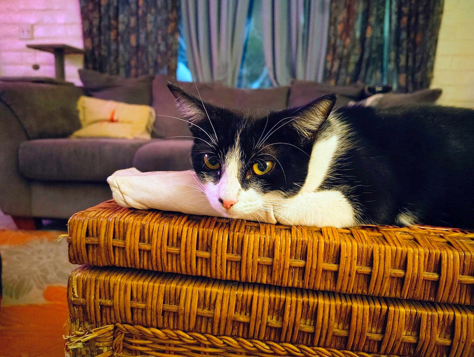 Oreo