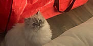 Lady Penelope joined the competition — help win amazing prizes! animal, box, cat, cozy, curious, cute, domestic_animal, domestic_cat, floor, flooring, fluffy, furniture, home, household, indoor, looking_up, pet, red_bag, soft_fur, white_cat