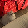 animal, box, cat, cozy, curious, cute, domestic_animal, domestic_cat, floor, flooring, fluffy, furniture, home, household, indoor, looking_up, pet, red_bag, soft_fur, white_cat