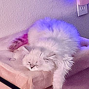 Lady Penelope is registered to the contest to win money with this photo: ambient_light, animal, calm, cat, couch, cozy, cute, domestic, feline, fluffy, furniture, indoor, paw, pet, purple_light, relaxed, resting, sleeping, soft, white_cat