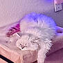 ambient_light, animal, calm, cat, couch, cozy, cute, domestic, feline, fluffy, furniture, indoor, paw, pet, purple_light, relaxed, resting, sleeping, soft, white_cat