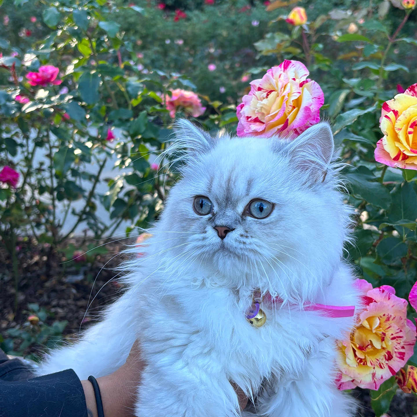 Lady Penelope