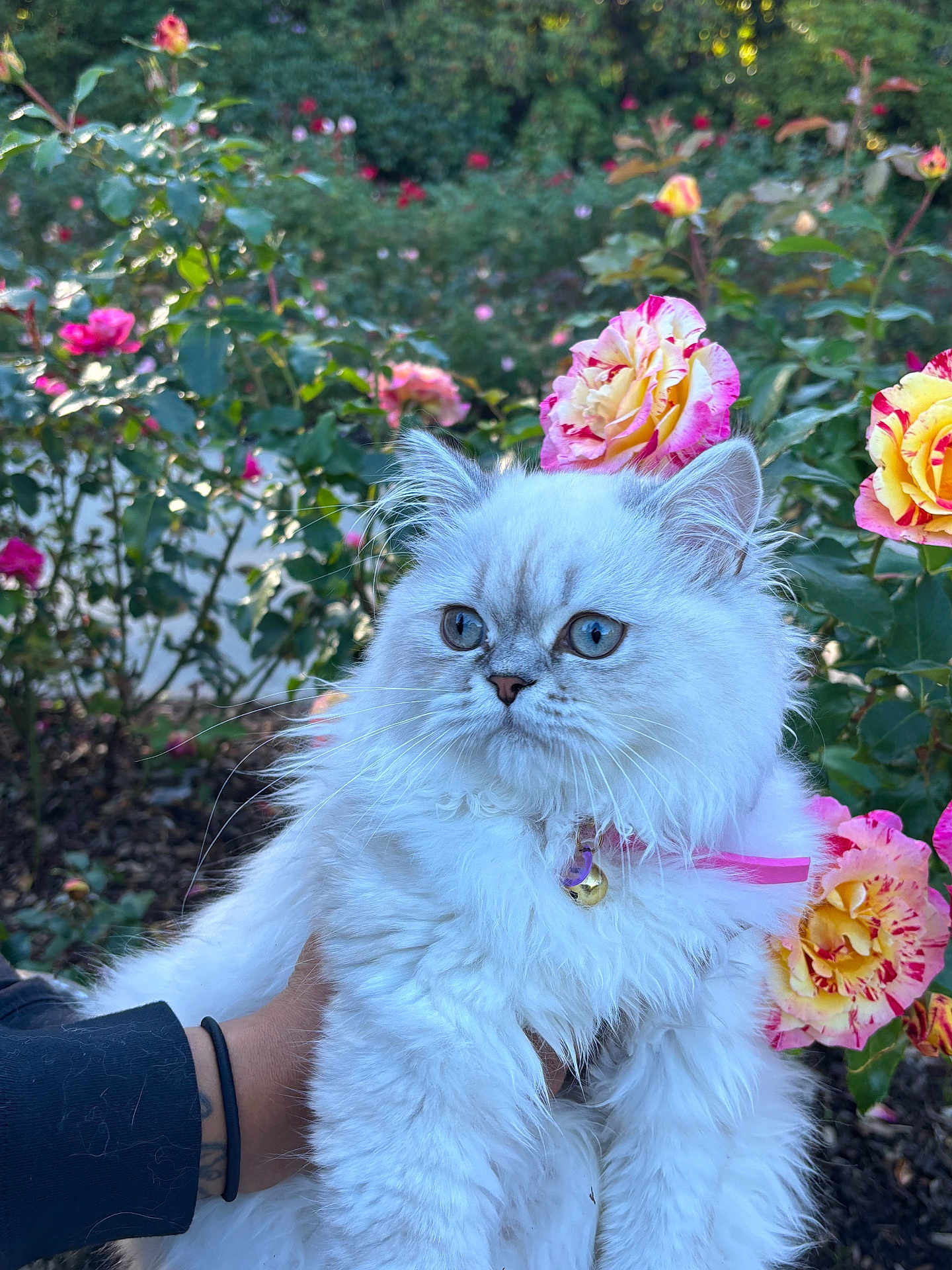 Lady Penelope