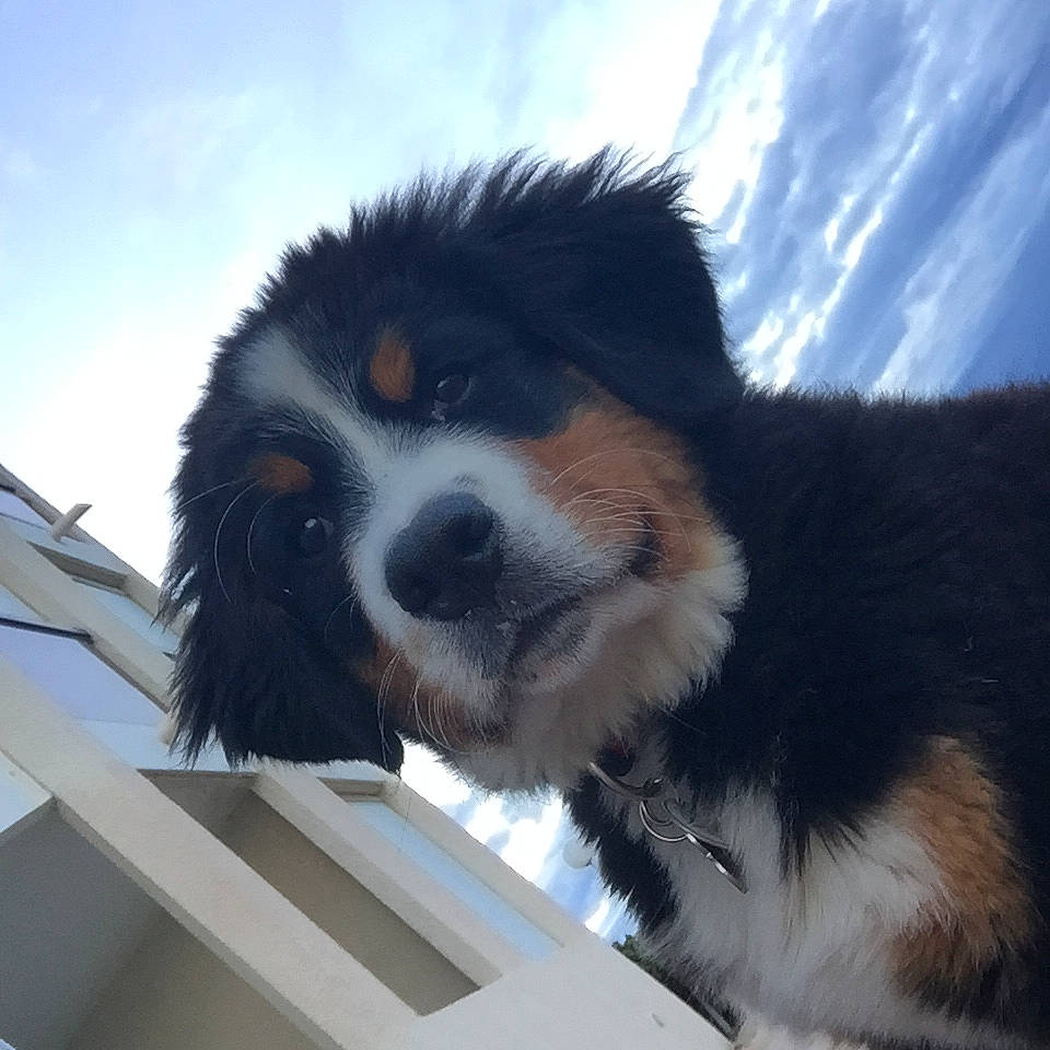 Rosy participe au concours pour gagner de l'argent avec cette photo : bernese_mountain_dog, canidae, carnivore, companion_dog, dog, dog_breed, english_shepherd, mammal, nose, puppy, sky, snout, sporting_group, vertebrate, working_dog