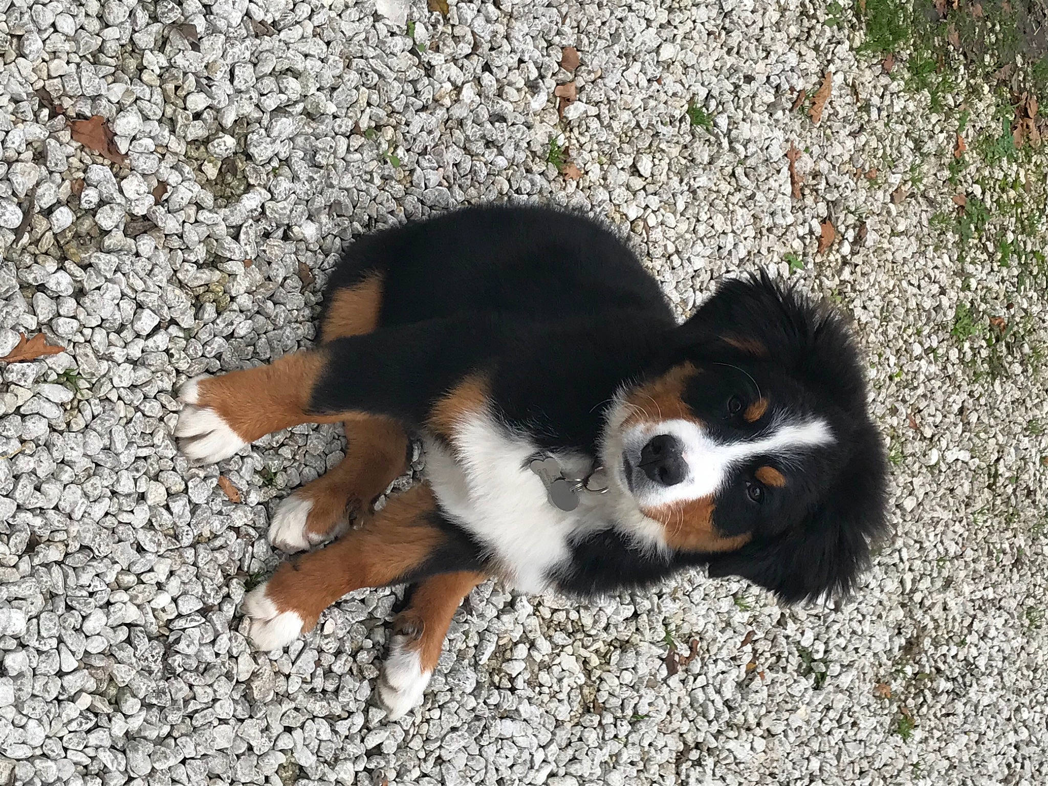 Rosy participe au concours pour gagner de l'argent avec cette photo : bernese_mountain_dog, canidae, carnivore, companion_dog, dog, dog_breed, english_shepherd, entlebucher_mountain_dog, fur, mammal, puppy, sporting_group, tail, vertebrate, working_dog