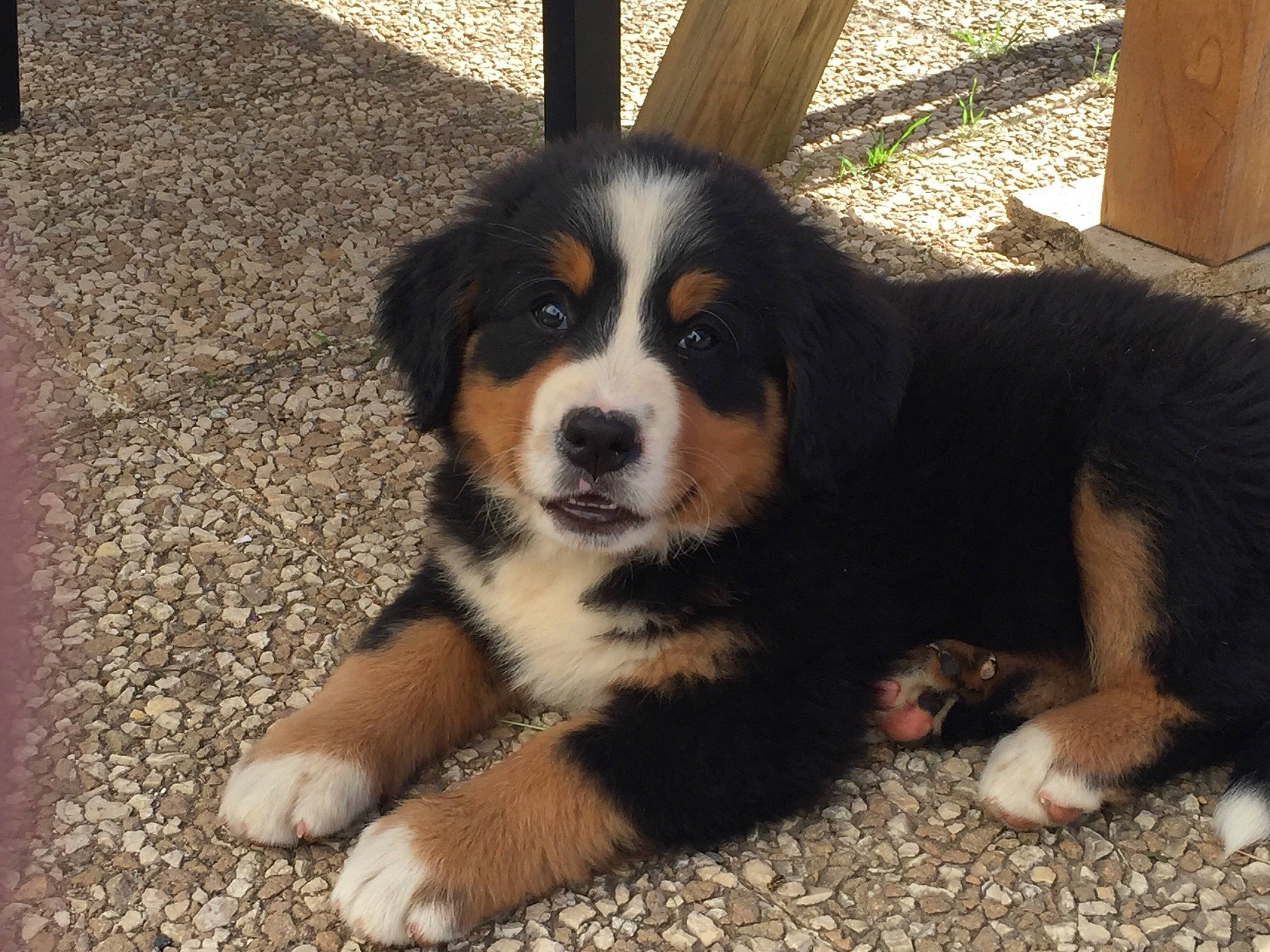 Rosy participe au concours pour gagner de l'argent avec cette photo : australian_collie, bernese_mountain_dog, canidae, carnivore, companion_dog, dog, dog_breed, english_shepherd, giant_dog_breed, greater_swiss_mountain_dog, mammal, miniature_australian_shepherd, moscow_watchdog, puppy, pyrenean_mastiff, rare_breed_dog, vertebrate