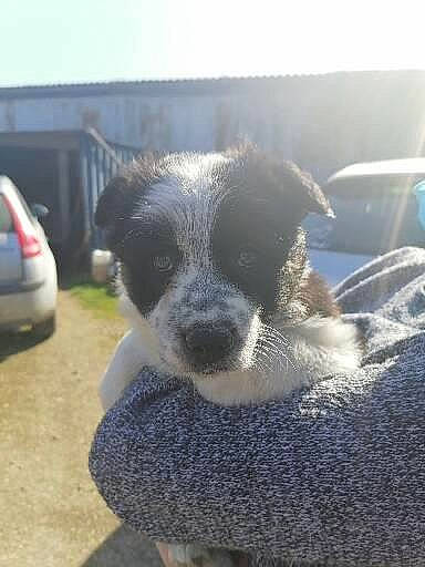 Dolly a rejoint le concours — aidez-le/la à gagner de superbes lots ! australian_cattle_dog, automotive_tire, car, carnivore, companion_dog, dog, dog_breed, fur, grass, hood, landscape, paw, snout, street_dog, vehicle, vehicle_door, vehicle_registration_plate, whiskers, windshield, working_animal